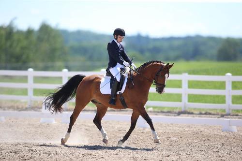 dressage horse trained to fourth level